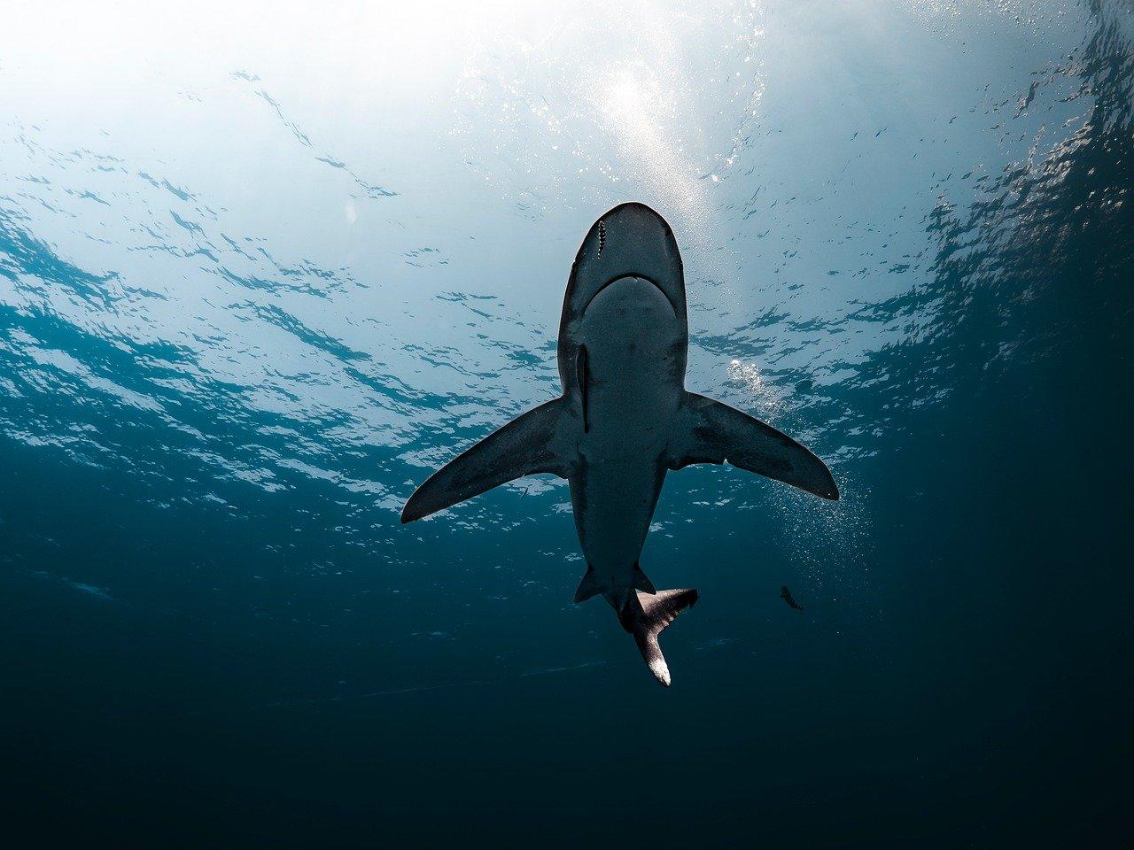 - Elevate Visual appeal⁢ with oceanwp: A Stunning Design Option